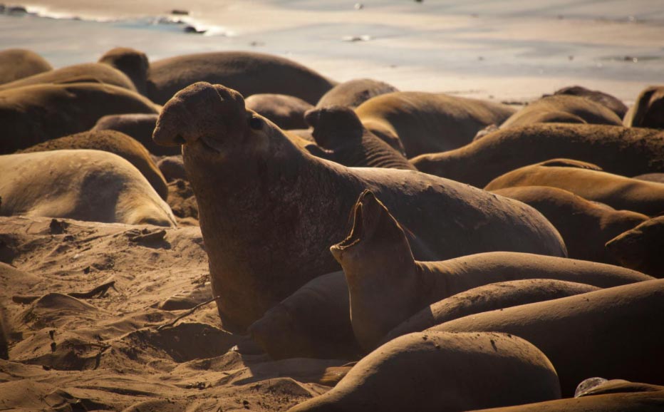 elephant seals on the beach at Ano Nuevo State Park