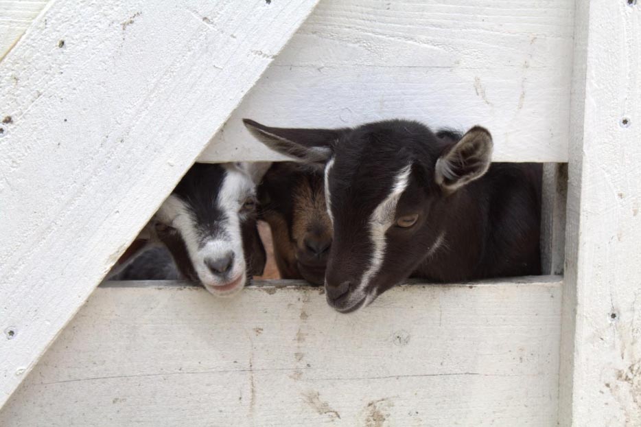 baby goats at Harley Farms Dairy Farm in Pescadero